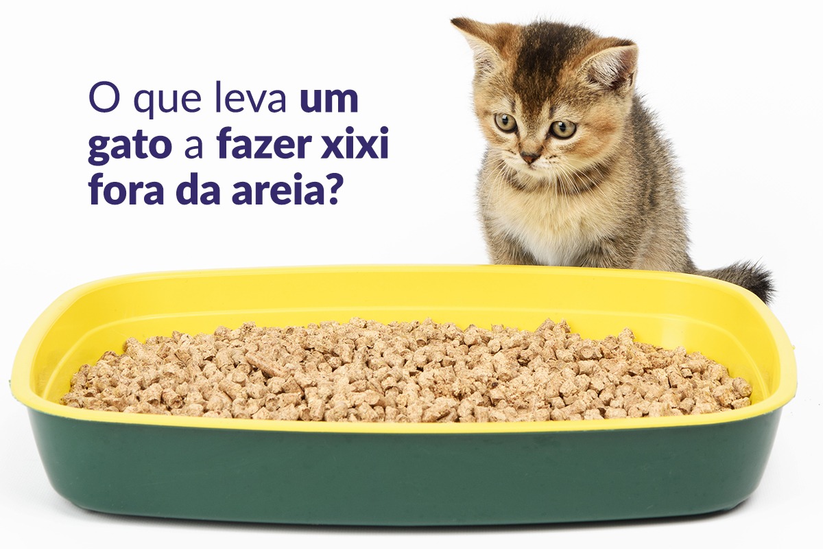 Lançamento: a caixa de areia ideal para os gatos - Estadão